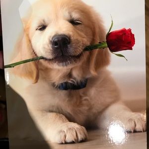 Meet your Posher, Evan